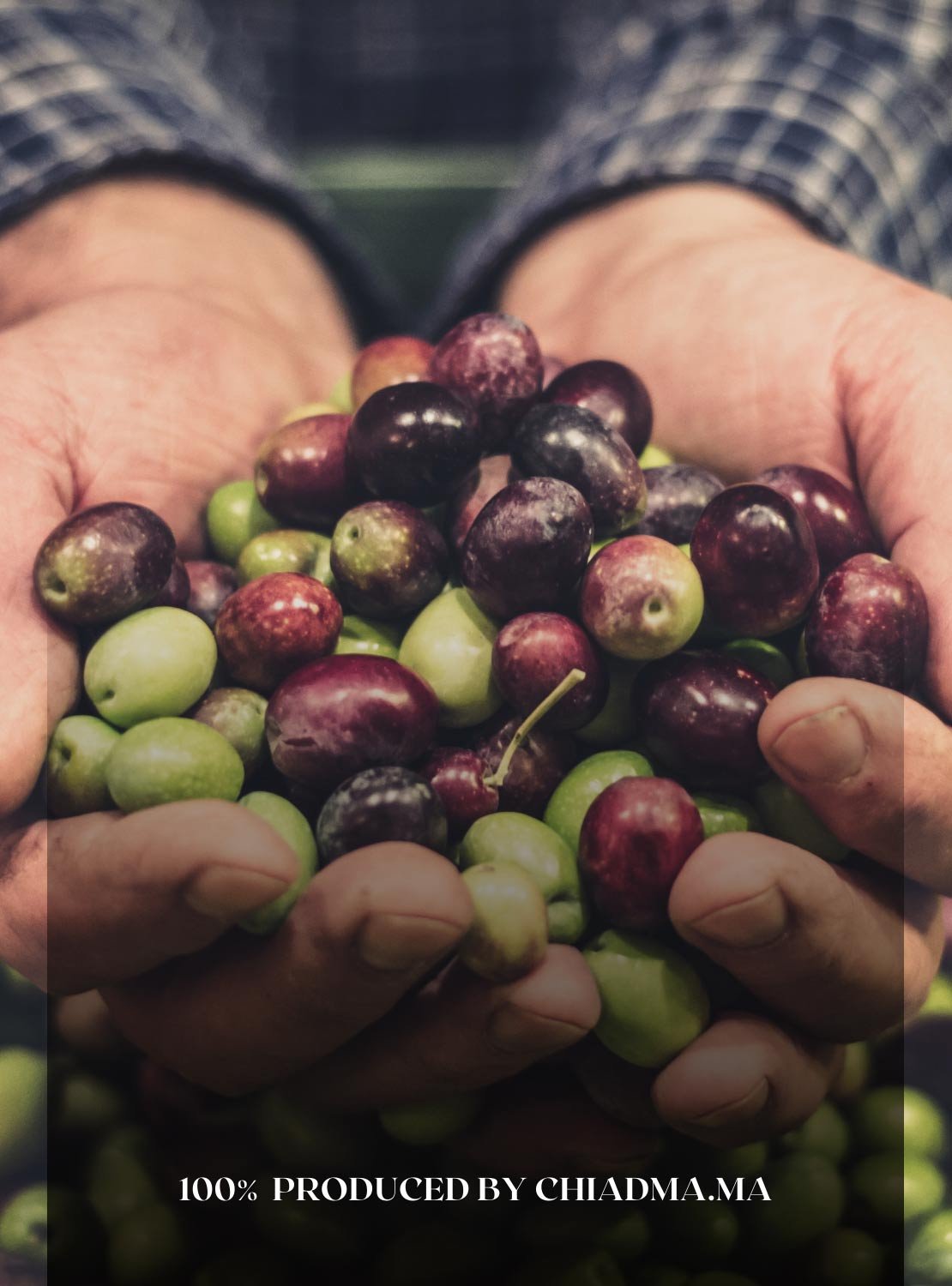 olive oils chiamda.ma